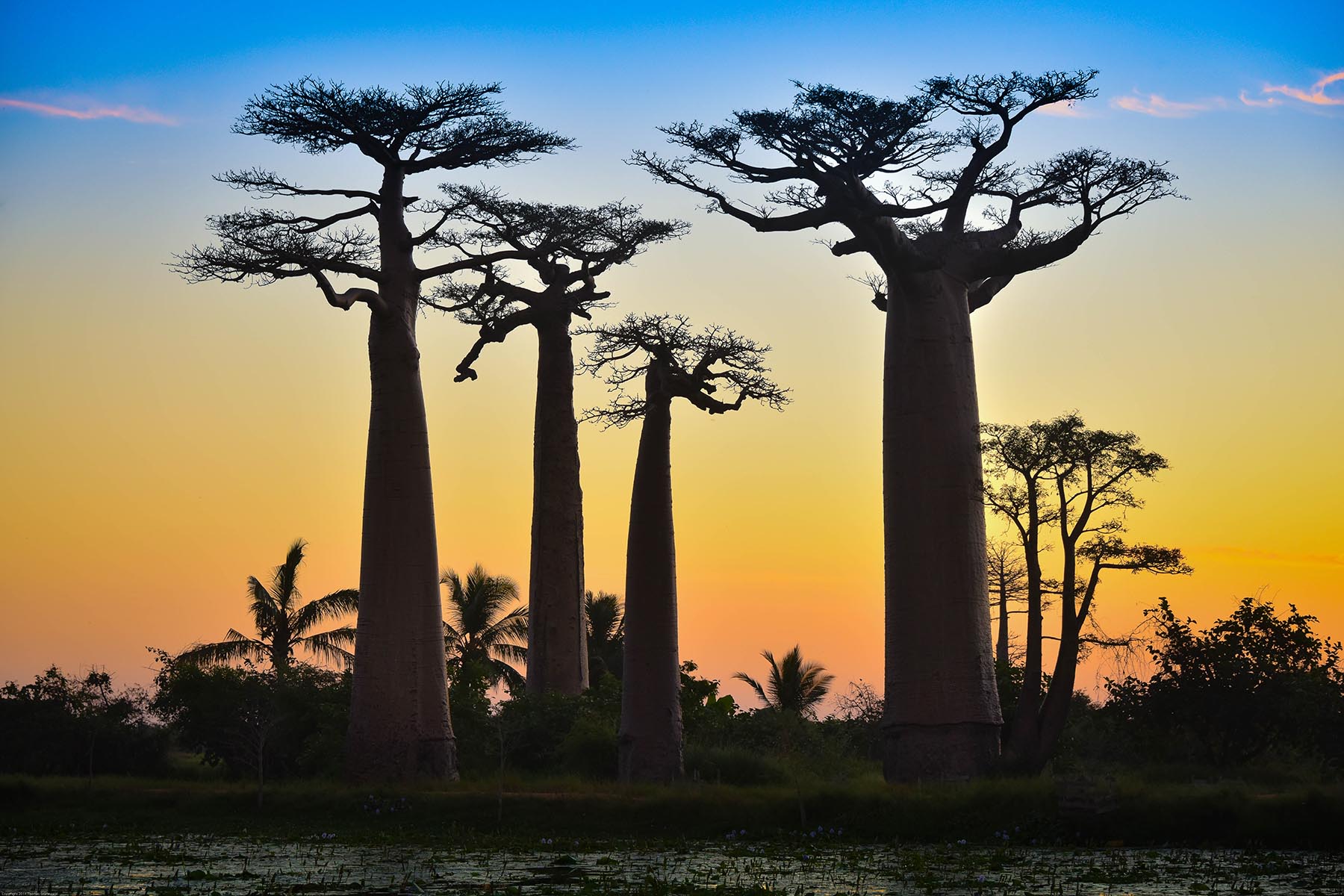 Baobab Alley
